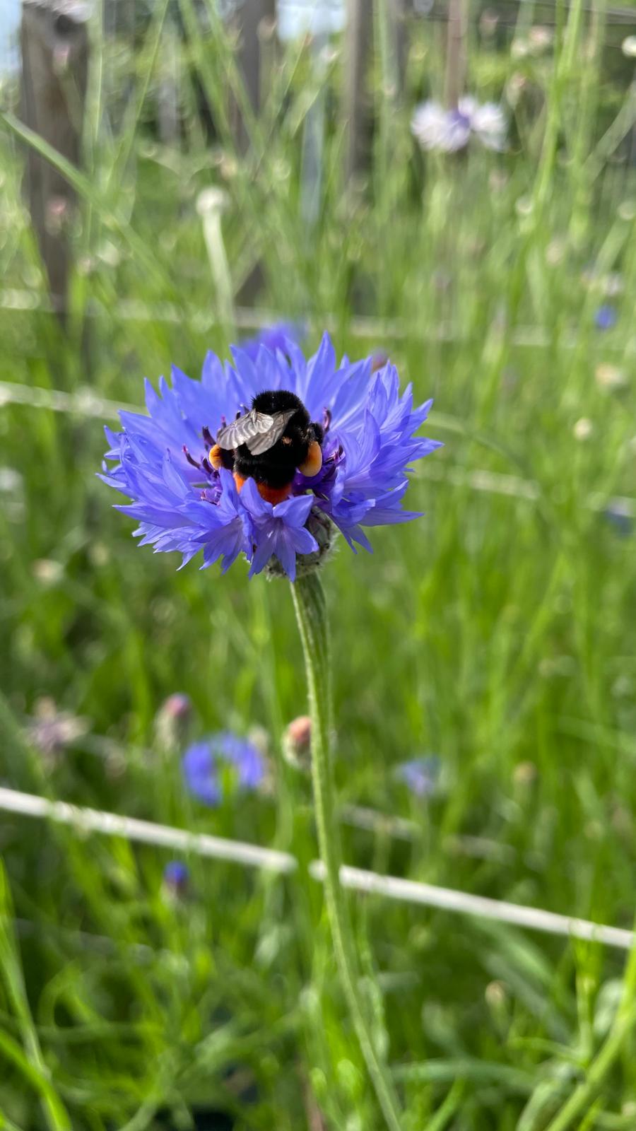 Agricoltura biologica e sociale: questione di resilienza – Villa Rizzi