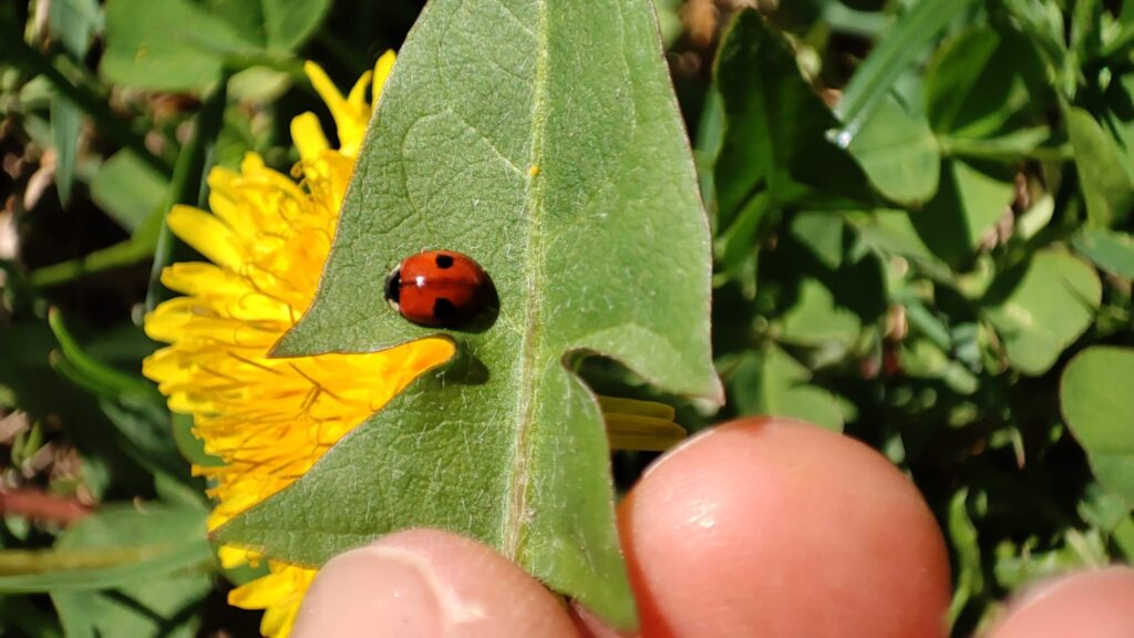 Coccinella