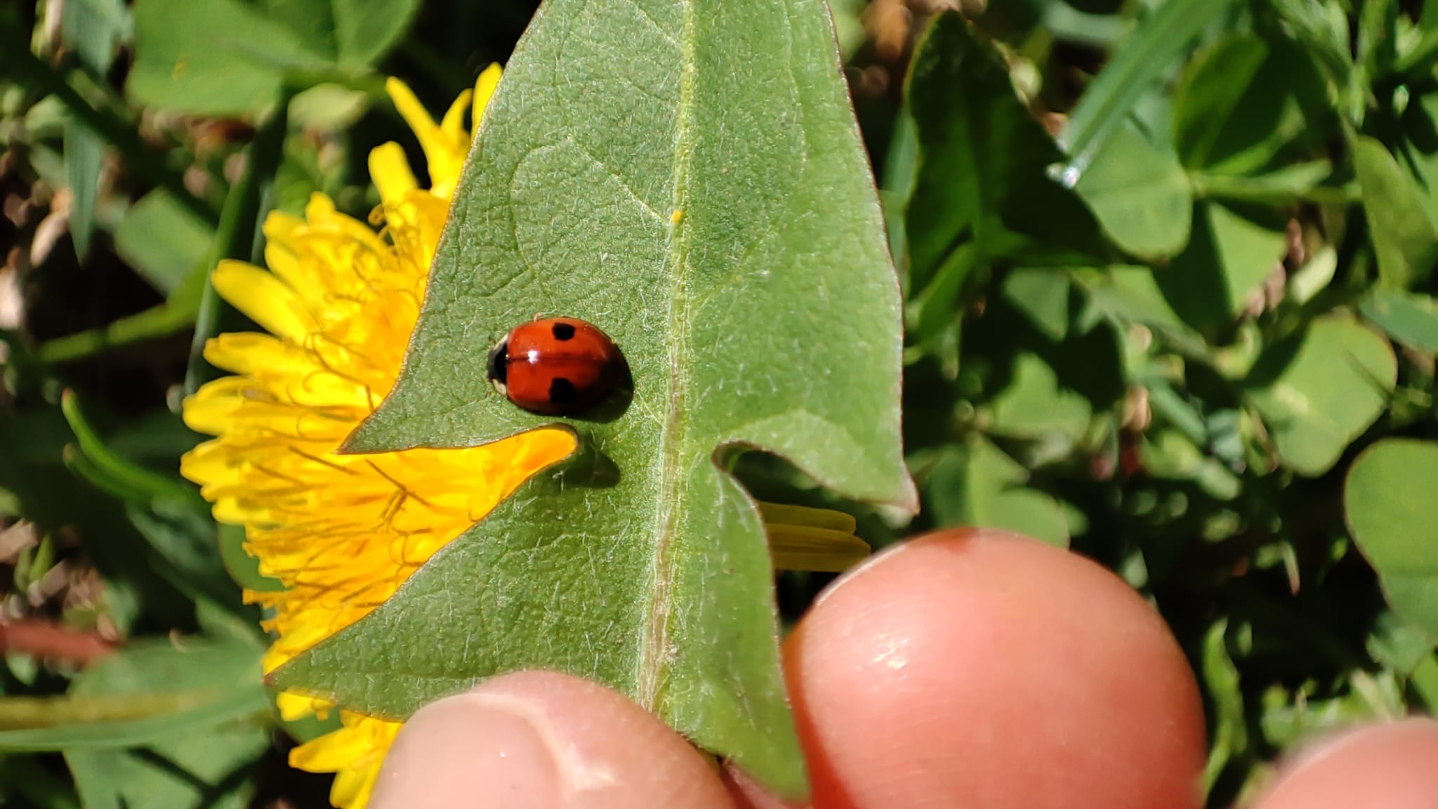 Le coccinelle, guardiane del verde