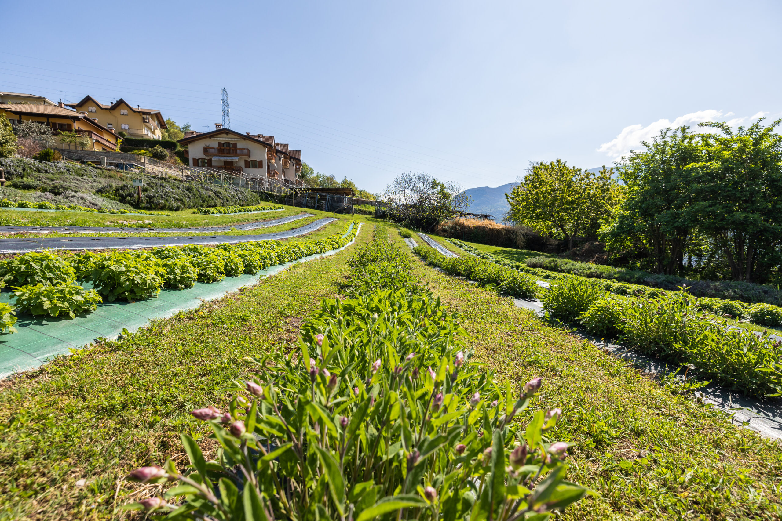 Nuovi Progetti: VILLA RIZZI VI INVITA A CENA!