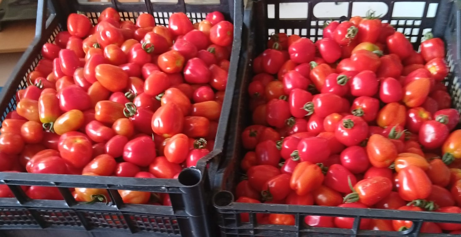ARRIVANO I PRIMI POMODORI! – Villa Rizzi