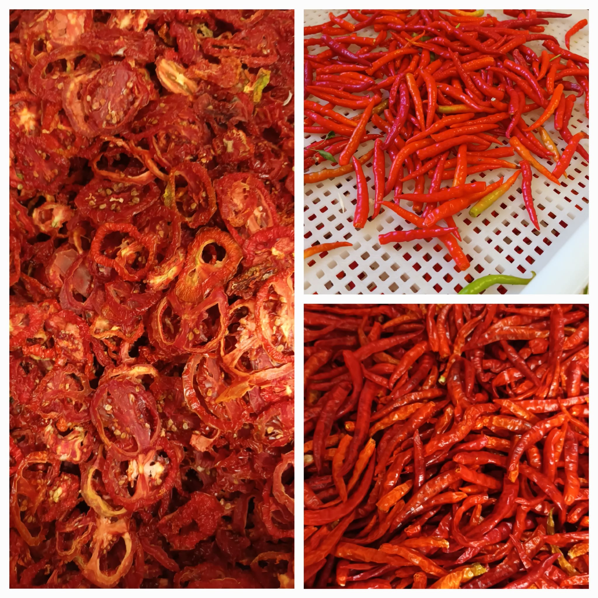 Dal campo all’essiccatore: è il turno di…pomodori, cipolle e peperoncini! – Villa Rizzi
